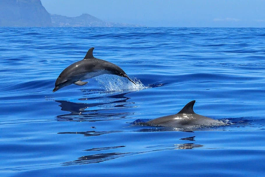 Delfini